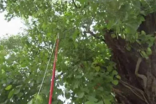 菩提树是哪种树，是桑科榕属的大乔木