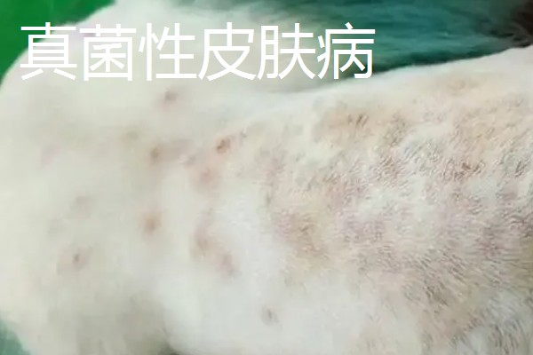 宠物得了皮肤病的症状，表现为每天都在挠痒痒