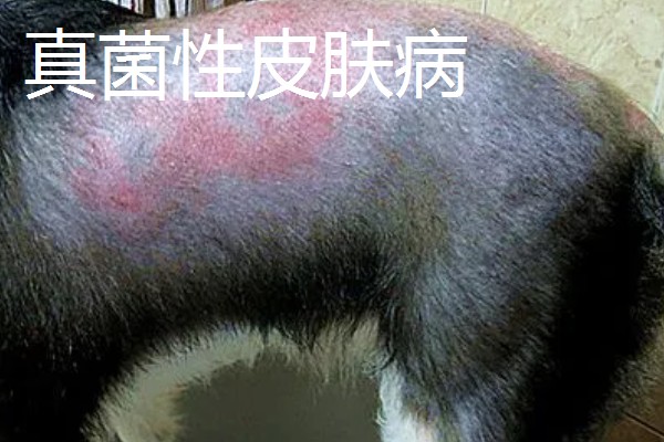 宠物得了皮肤病的症状，表现为每天都在挠痒痒
