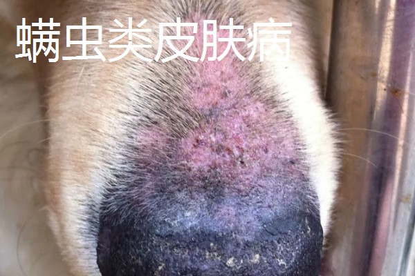 宠物得了皮肤病的症状，表现为每天都在挠痒痒