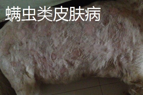 宠物得了皮肤病的症状，表现为每天都在挠痒痒