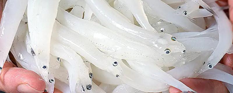 短吻银鱼的分布区域，是生活在太湖地区的一种银鱼