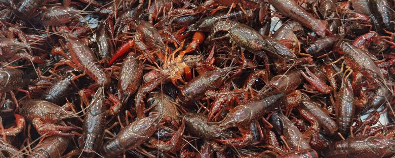 吃小龙虾的季节，通常在5月份左右