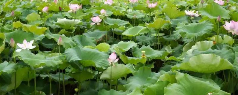 种植莲藕肥料多了会坏掉吗，可能会出现烧根、烂根的情况