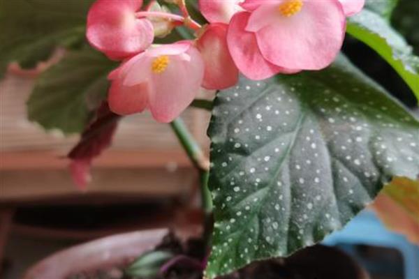 竹节秋海棠的作用,具有观赏作用还能美化环境