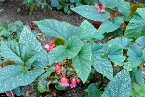 竹节秋海棠的作用,具有观赏作用还能美化环境