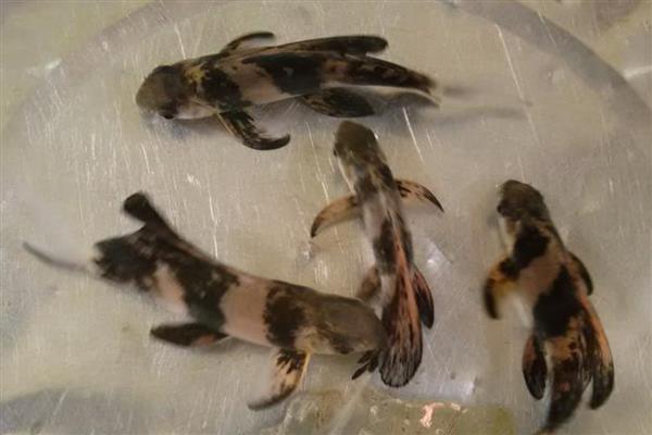 胭脂鱼的保护等级，属于我国二级保护动物