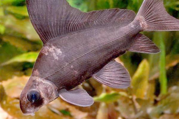 胭脂鱼的保护等级，属于我国二级保护动物