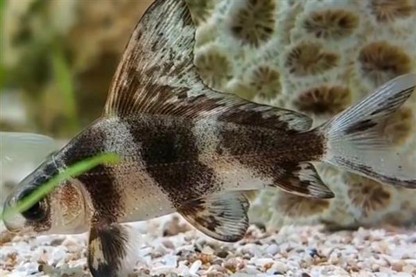 胭脂鱼的保护等级，属于我国二级保护动物