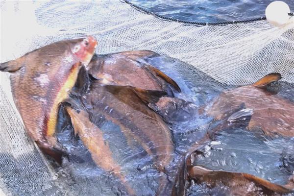 胭脂鱼的保护等级，属于我国二级保护动物