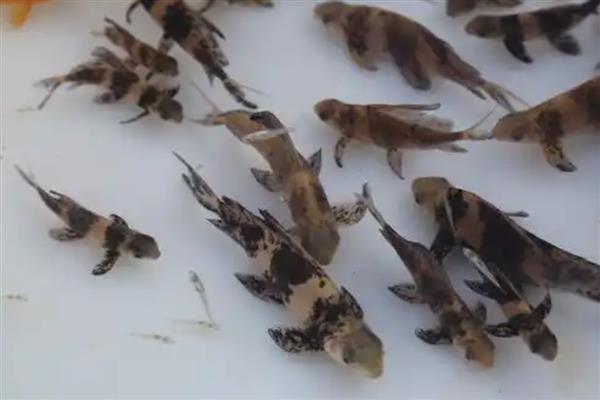 胭脂鱼的保护等级，属于我国二级保护动物