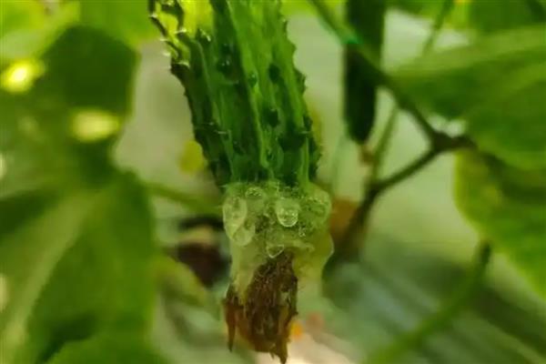 为什么黄瓜结果后瓜就烂了，可能是感染了灰霉病