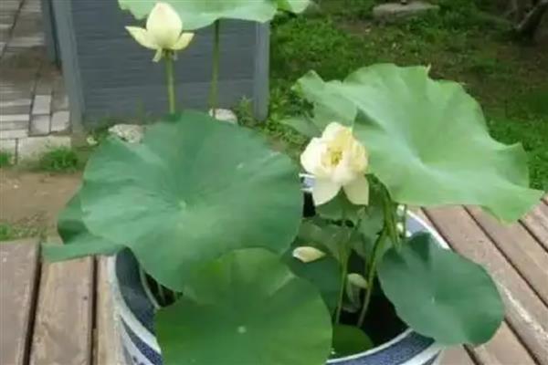 盆栽荷花如何种植，喜欢在温暖的环境中生长