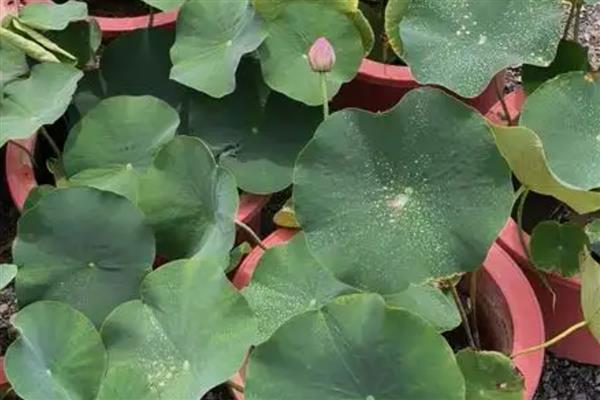盆栽荷花如何种植，喜欢在温暖的环境中生长