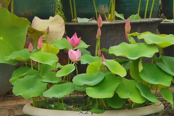 盆栽荷花如何种植，喜欢在温暖的环境中生长