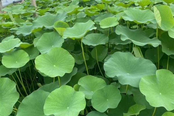 盆栽荷花如何种植，喜欢在温暖的环境中生长