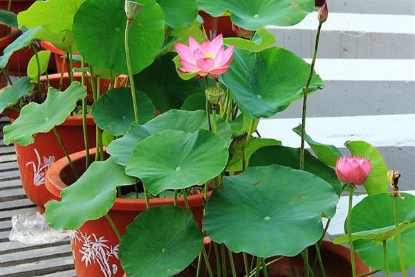 盆栽荷花如何种植，喜欢在温暖的环境中生长