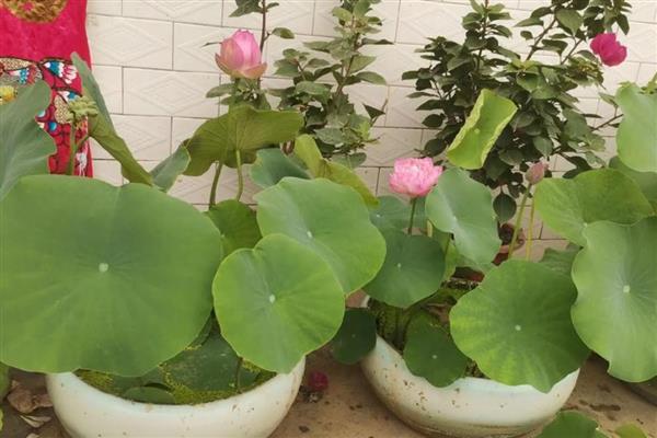盆栽荷花如何种植，喜欢在温暖的环境中生长