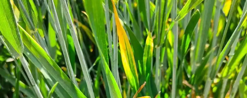 小麦干尖发黄的原因，可能是缺乏水分所致