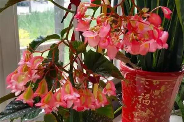 竹节秋海棠的作用,具有观赏作用还能美化环境