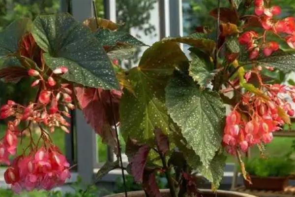 竹节秋海棠的作用,具有观赏作用还能美化环境