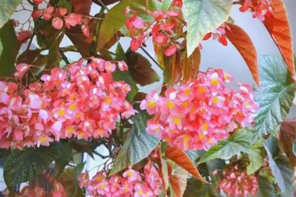 竹节秋海棠的作用,具有观赏作用还能美化环境