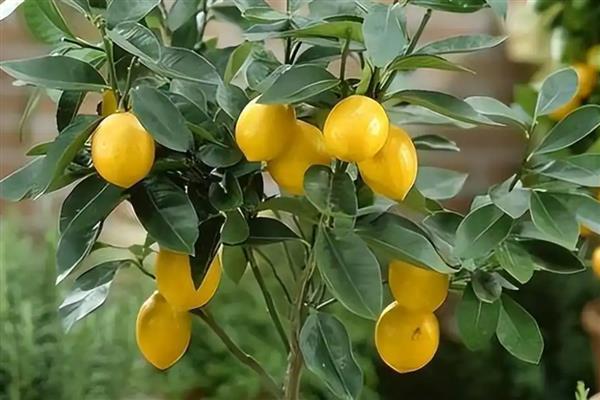 柠檬树有没有刺，有刺但是不多