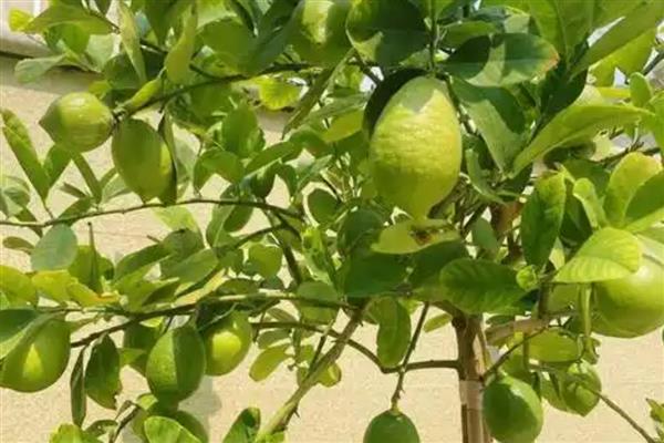 柠檬树有没有刺，有刺但是不多
