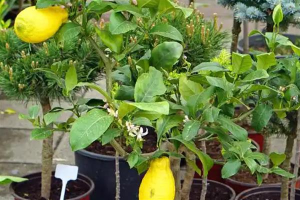 柠檬树有没有刺，有刺但是不多