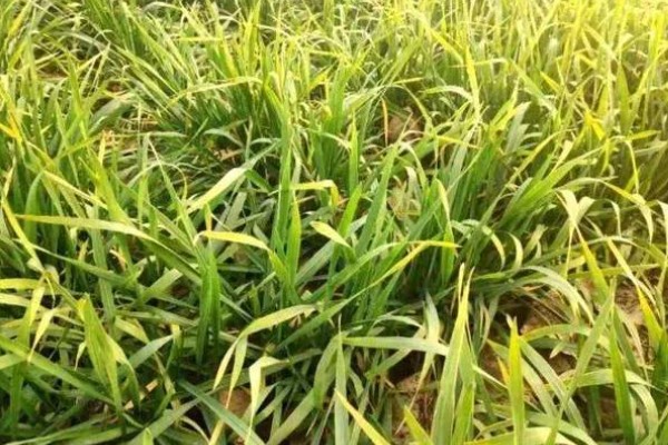 小麦干尖发黄的原因，可能是缺乏水分所致