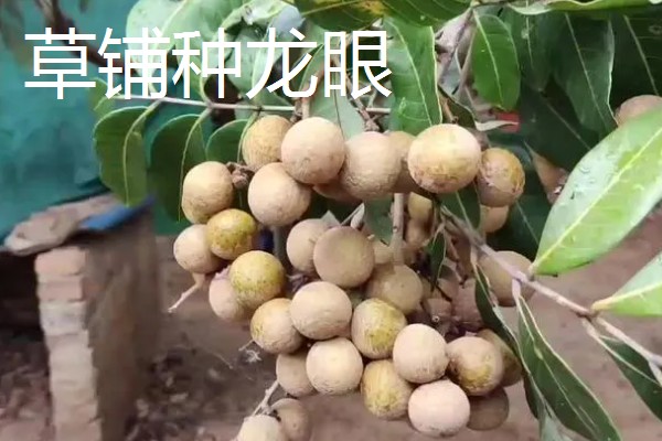 桂圆干的产地，产地有广西、广东、福建等