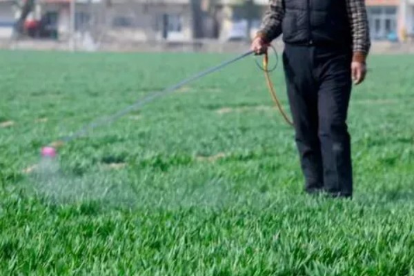 小麦干尖发黄的原因，可能是缺乏水分所致