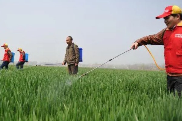 小麦干尖发黄的原因，可能是缺乏水分所致