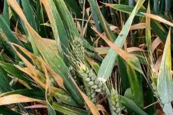 小麦干尖发黄的原因，可能是缺乏水分所致