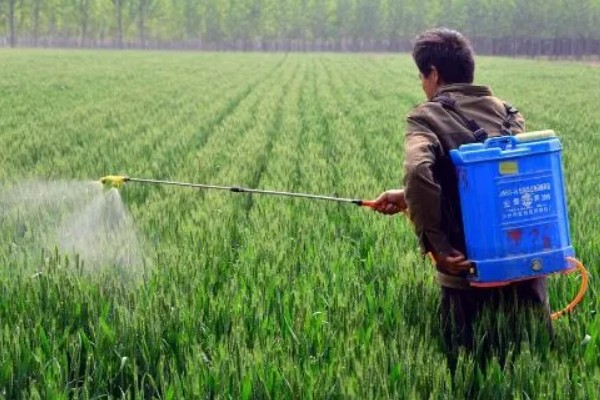 小麦干尖发黄的原因，可能是缺乏水分所致