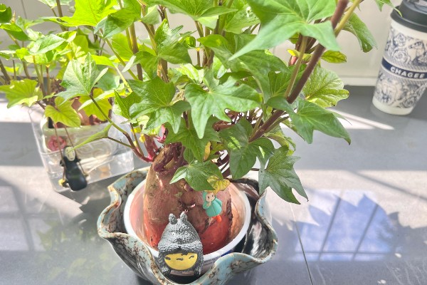 番薯的原产地,原产地为南美洲及安的列斯群岛