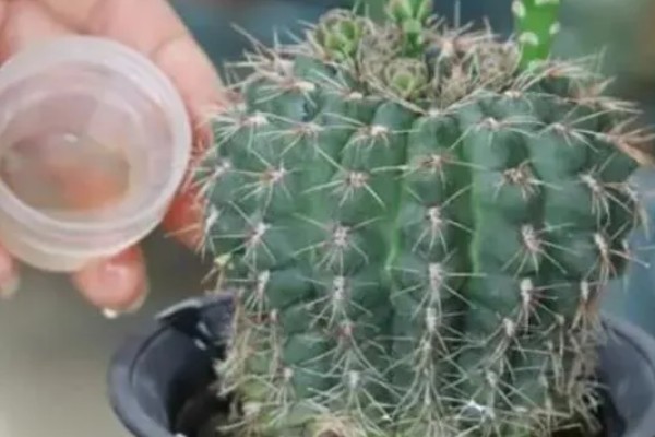 仙人球多久浇一次水，每过半个月浇一次水