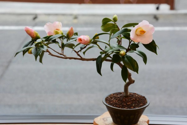 茶花叶子稀疏怎么处理，要确保充足的光照