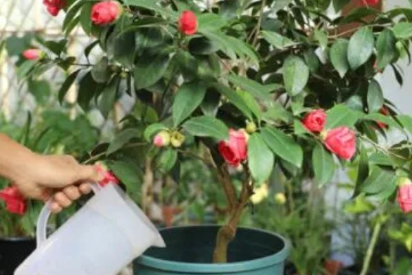 茶花叶子稀疏怎么处理，要确保充足的光照