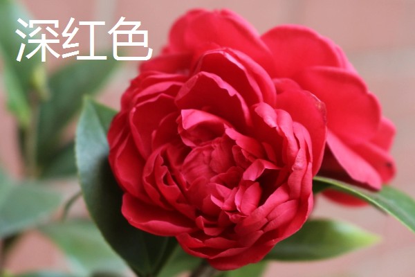 茶花叶子稀疏怎么处理，要确保充足的光照
