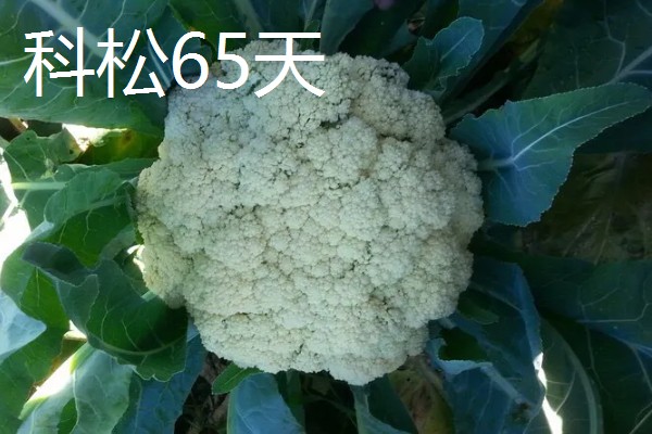 松花菜有什么品种,台花、科松65天等品种很常见