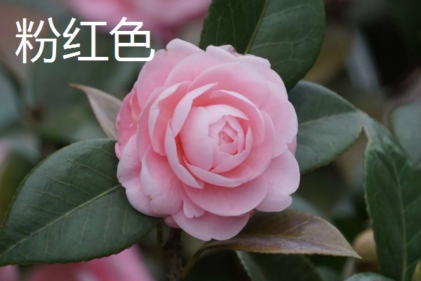茶花叶子稀疏怎么处理，要确保充足的光照