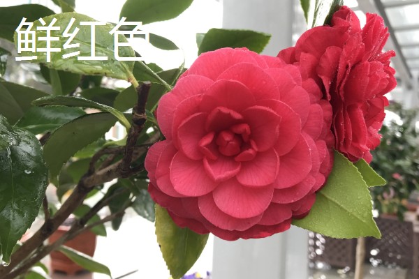 茶花叶子稀疏怎么处理，要确保充足的光照