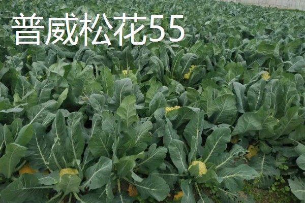 松花菜有什么品种,台花、科松65天等品种很常见