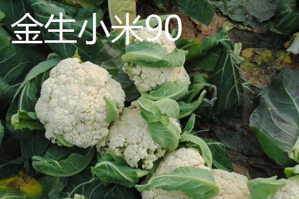 松花菜有什么品种,台花、科松65天等品种很常见