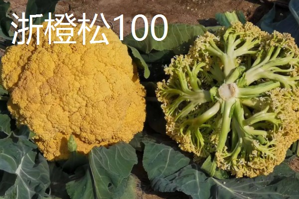 松花菜有什么品种,台花、科松65天等品种很常见