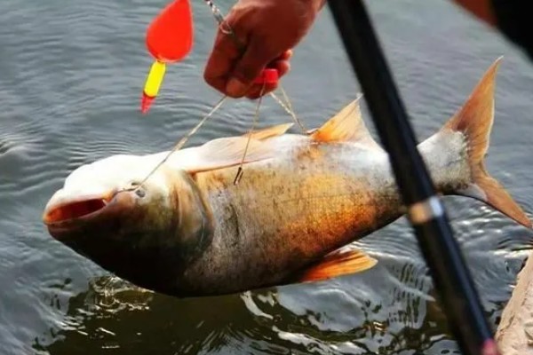 冬天钓鲢鳙用什么竿,最好用的鱼竿就是海竿