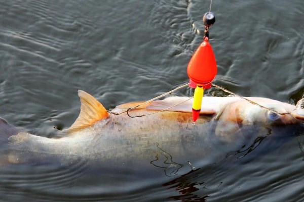 冬天钓鲢鳙用什么竿,最好用的鱼竿就是海竿