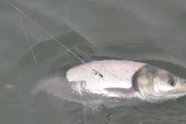 冬天钓鲢鳙用什么竿,最好用的鱼竿就是海竿