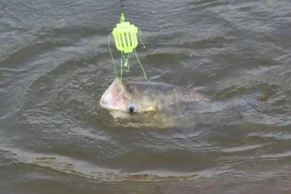 冬天钓鲢鳙用什么竿,最好用的鱼竿就是海竿